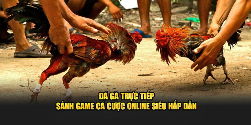 Đá Gà Trực Tiếp J88 - Sảnh Game Cá Cược Siêu Hấp Dẫn