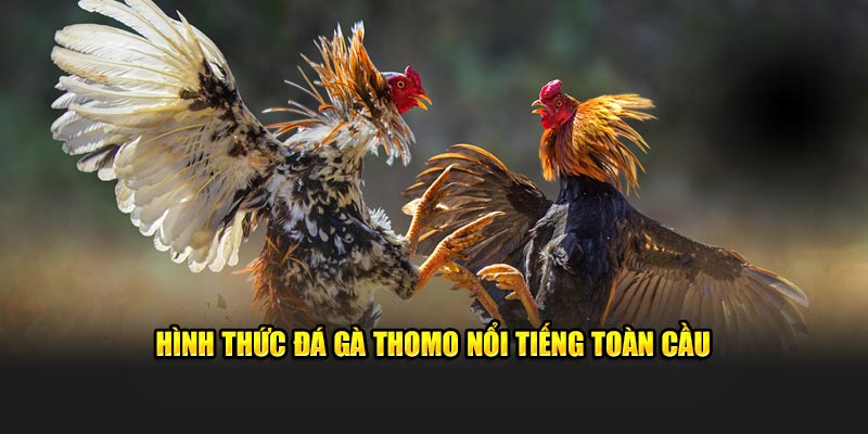 Hình thức đá gà Thomo nổi tiếng toàn cầu