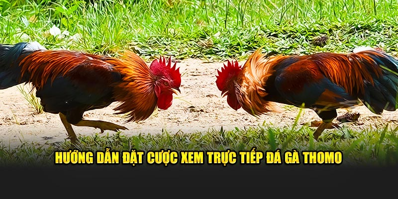 Hướng dẫn đặt cược xem trực tiếp đá gà Thomo