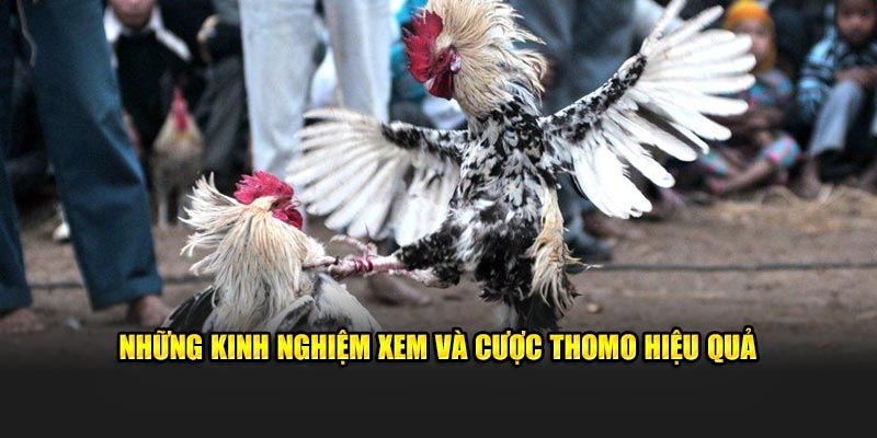 Những kinh nghiệm xem và cược Thomo hiệu quả