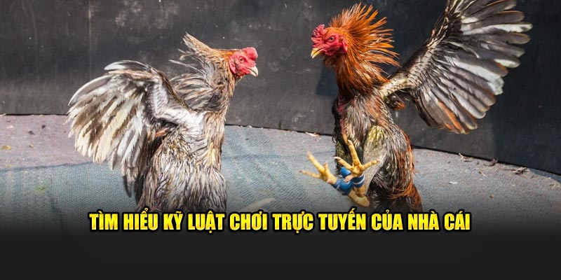 Tìm hiểu kỹ luật chơi trực tiếp của nhà cái