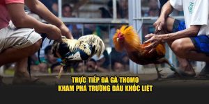 Trực Tiếp Đá Gà Thomo J88 - Thưởng Thức Trận Đấu Đỉnh Cao